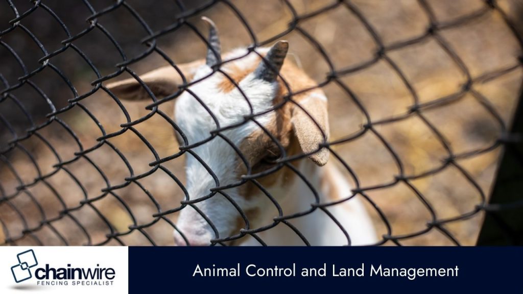A close-up of a brown and white goat, with small horns, looking through a dark mesh fence.