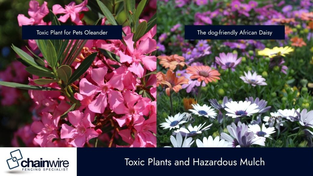 Lawn Safety – Protecting Pets from Garden Hazards - Pets