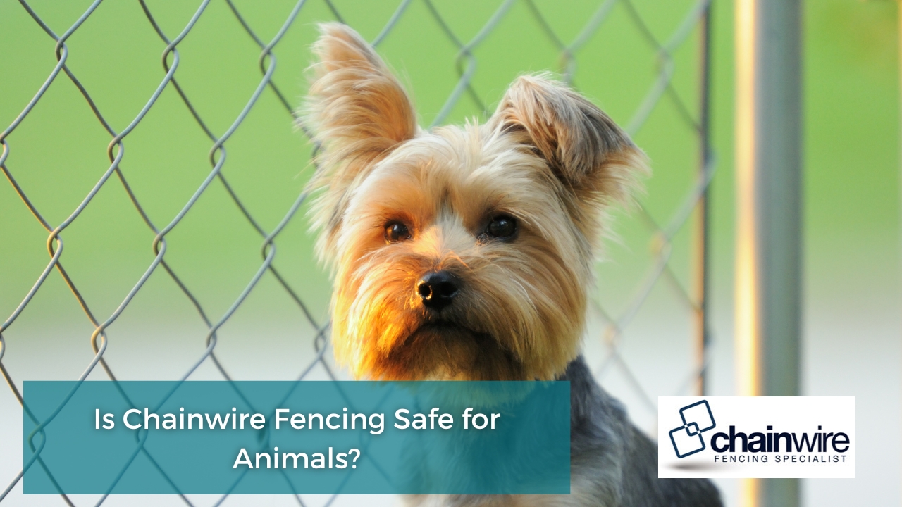 Is Chainwire Fencing Safe for Animals