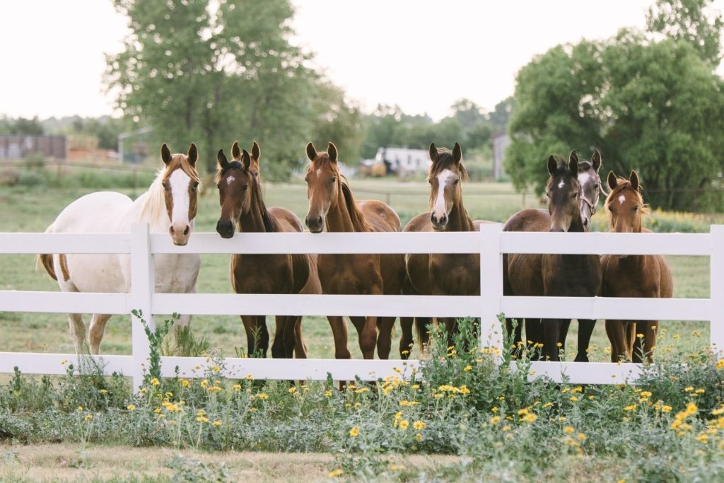 Rural Fencing - Rural Fencing